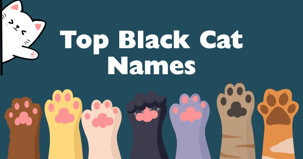 Black Cat Names