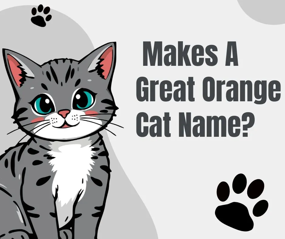 orange cat names