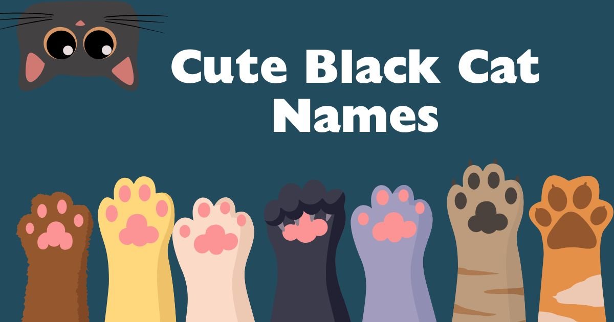 cute black cat names
