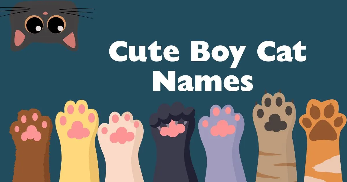 cute boy cat names