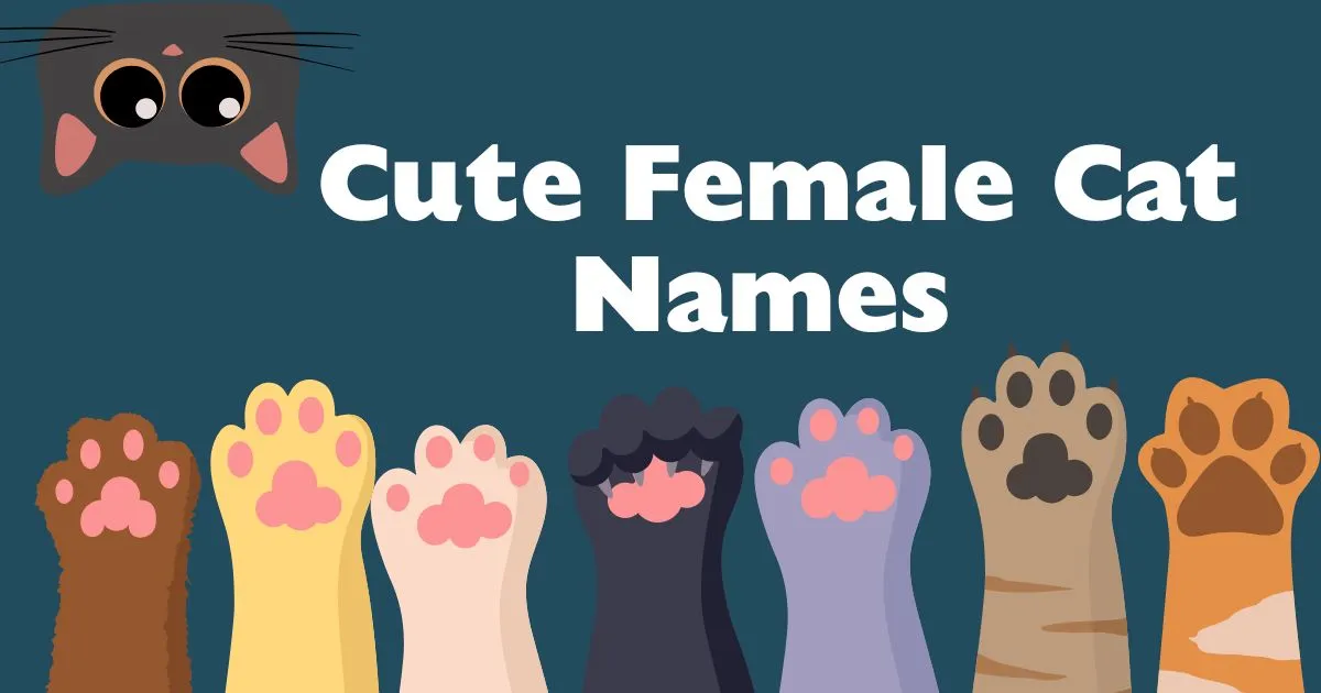 cute female cat names