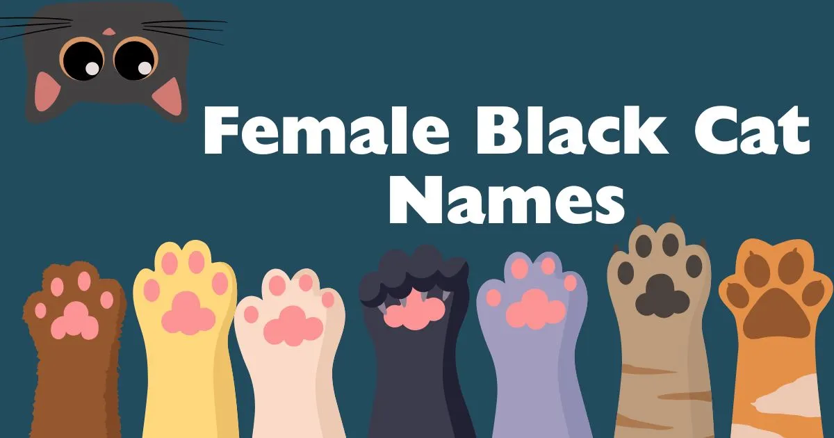 female black cat names