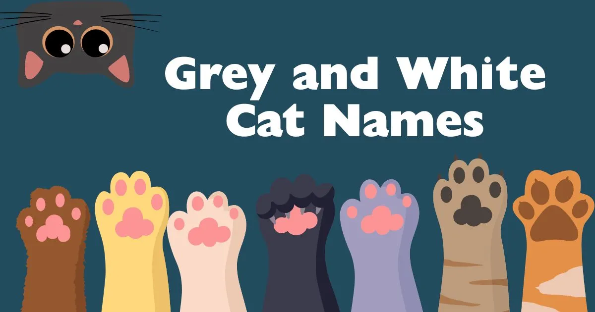 grey and white cat names
