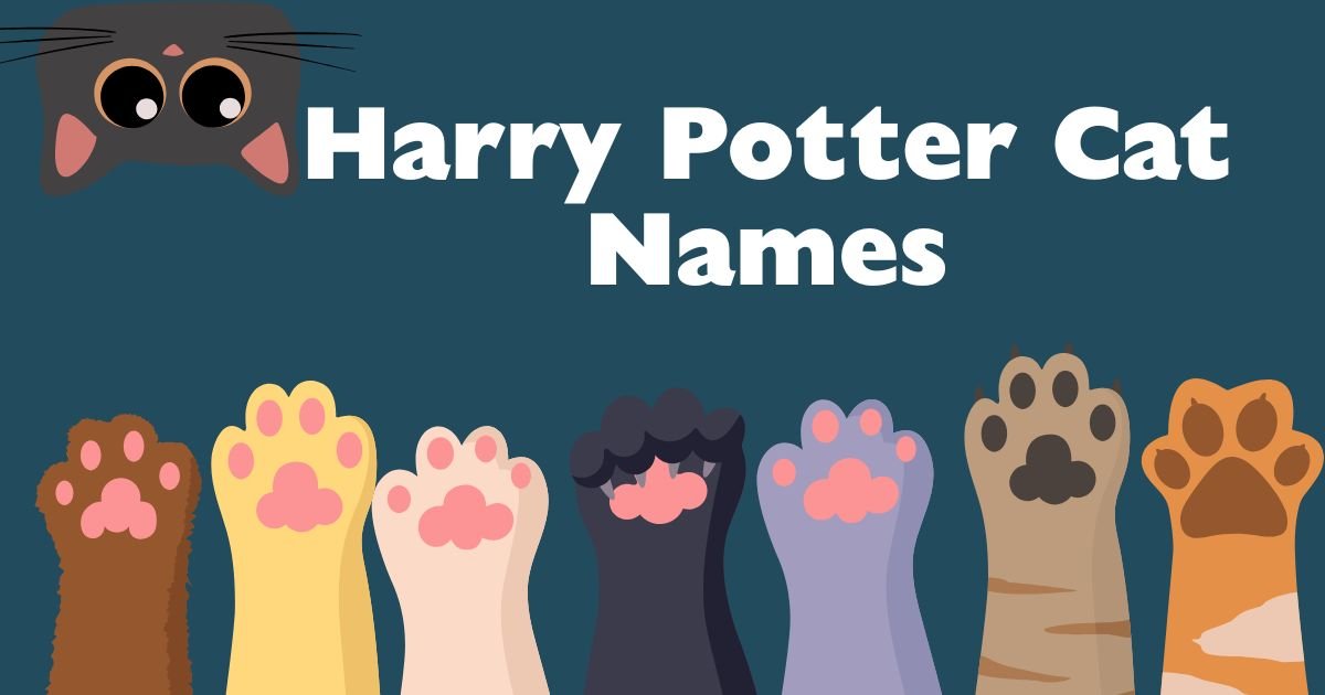 harry potter cat names