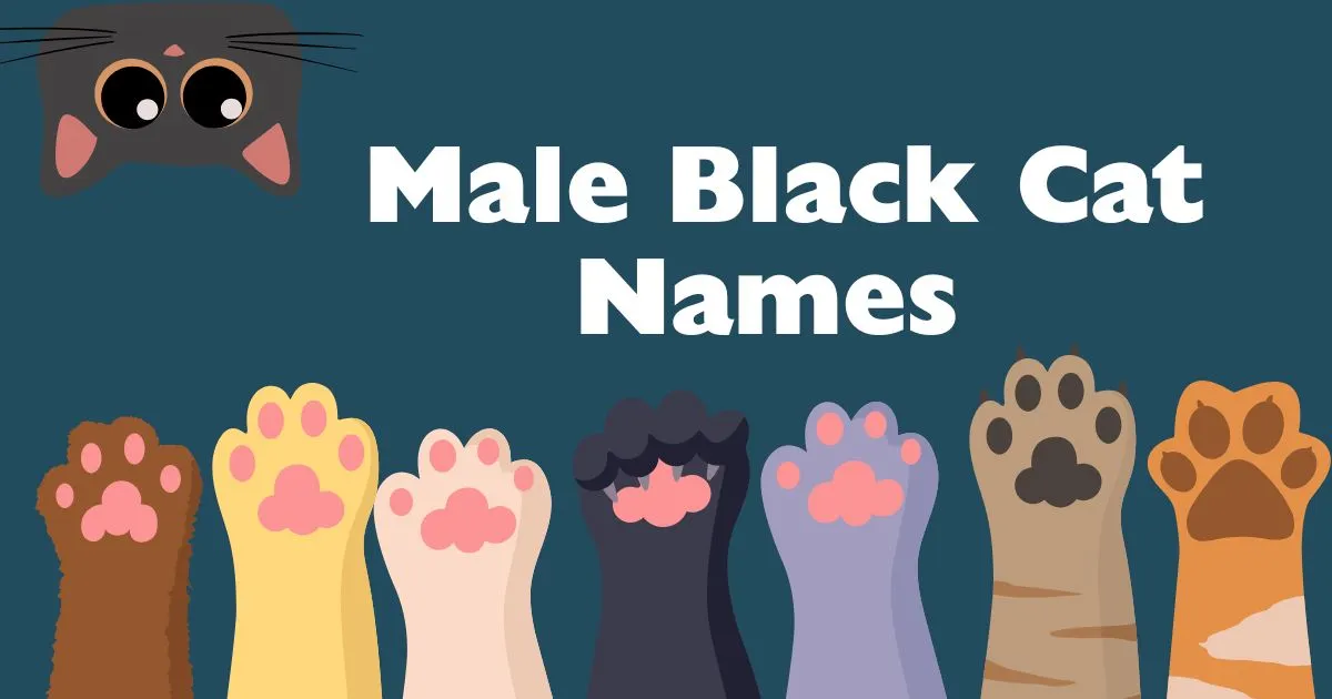 male black cat names