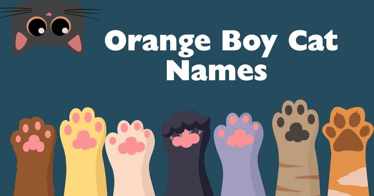 orange boy cat names
