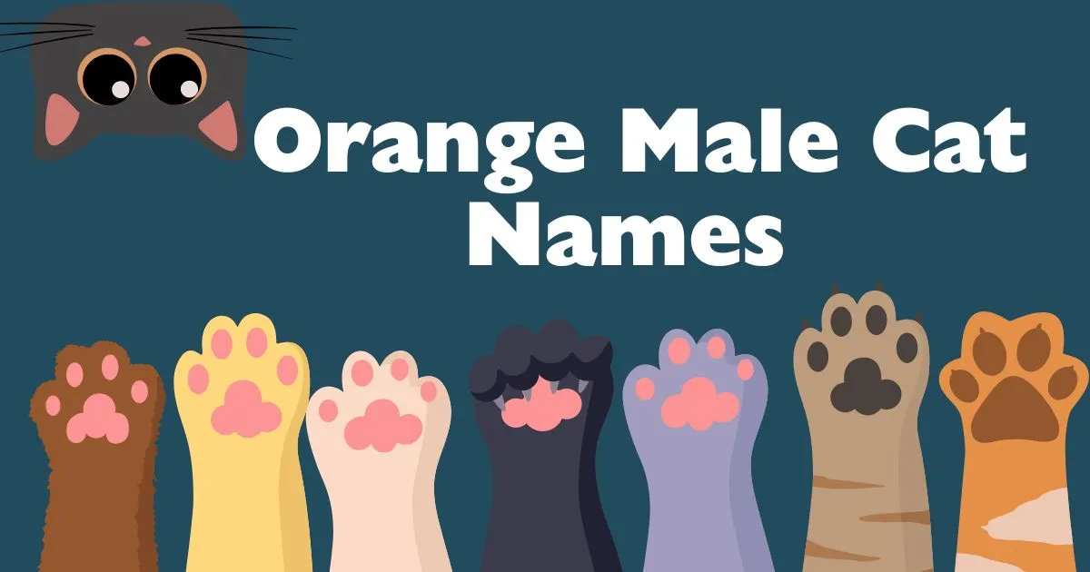 orange male cat names