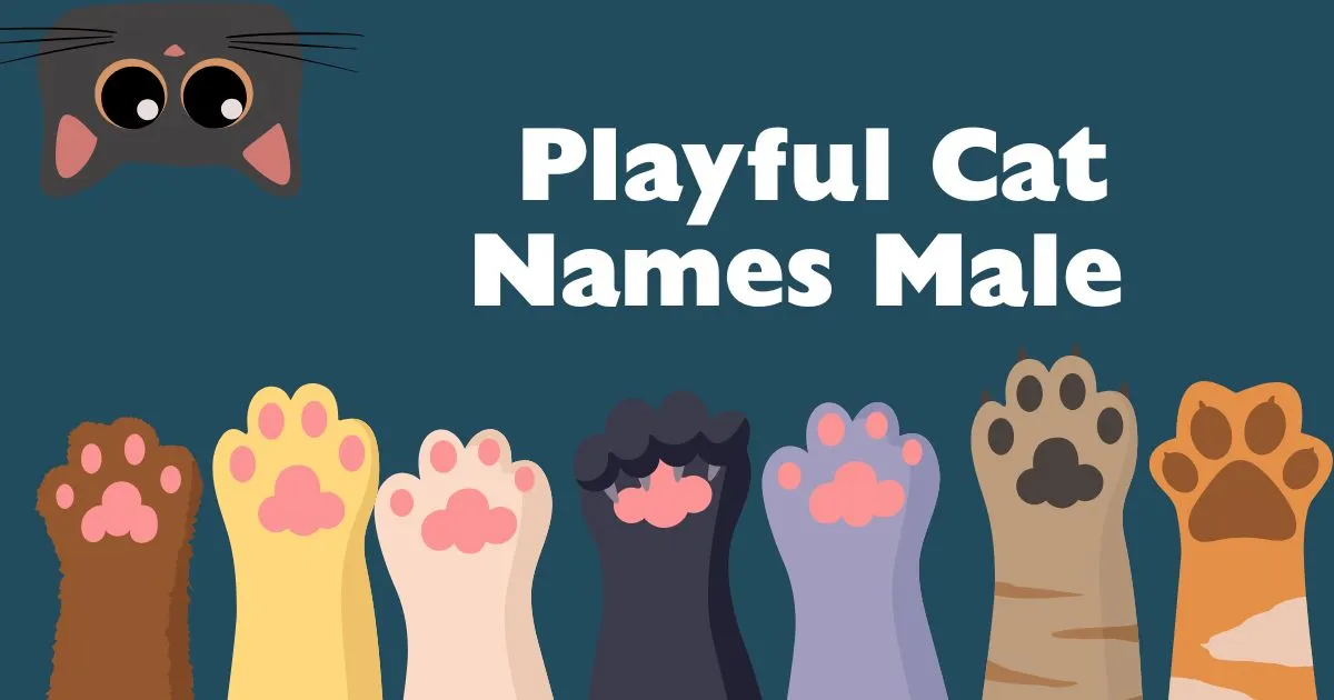 playful cat names male