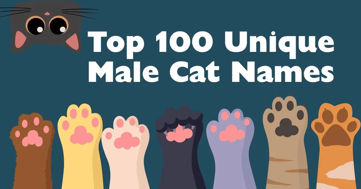 top 100 unique male cat names