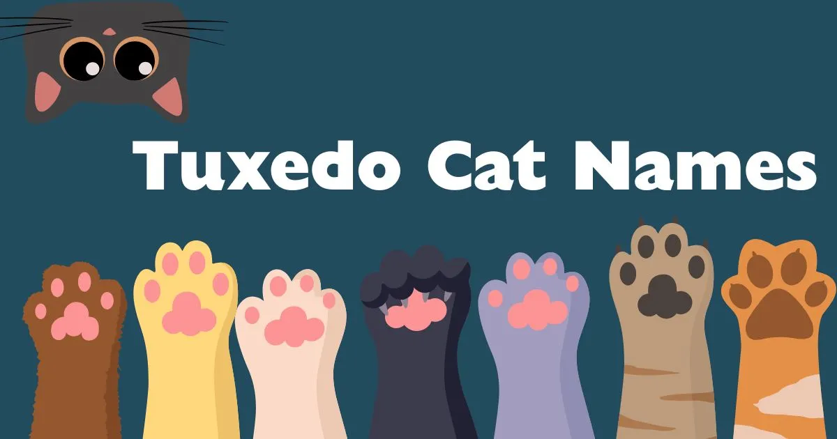 tuxedo cat names