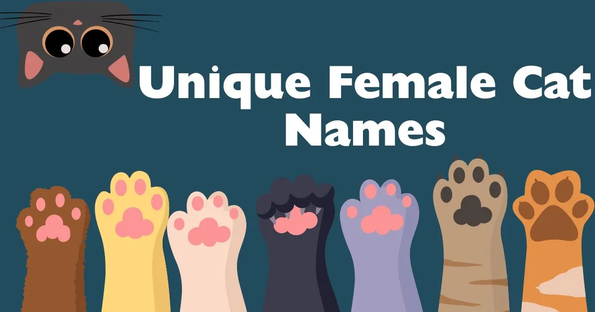 unique female cat names