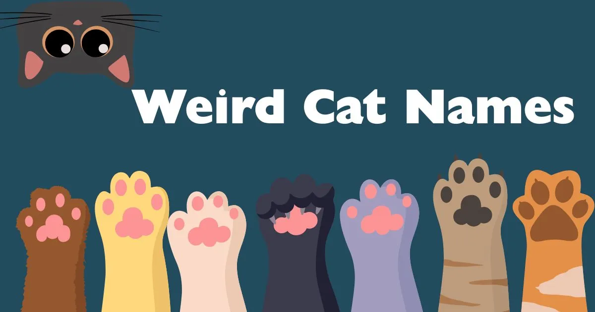 weird cat names