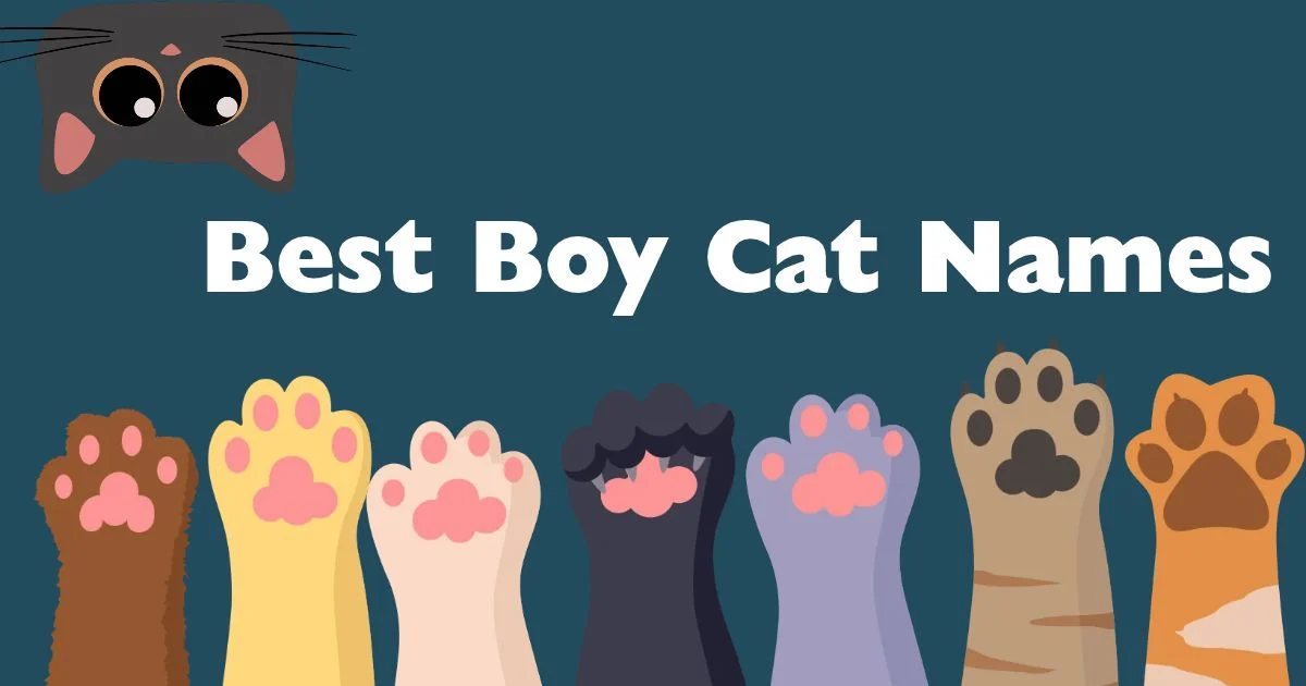best boy cat names