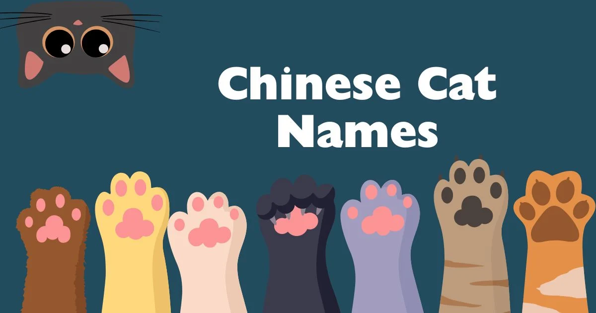 chinese cat names