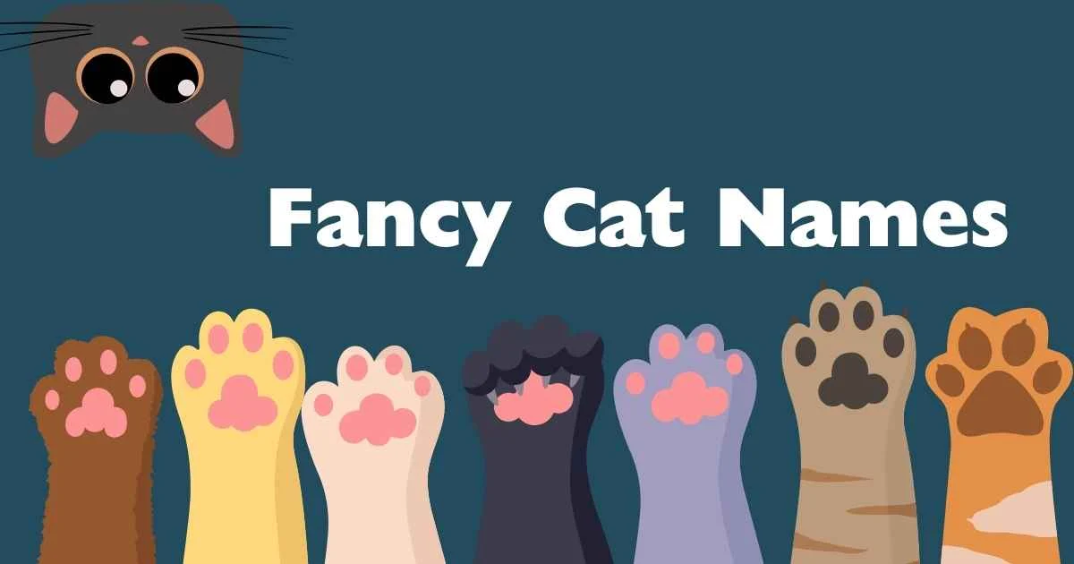fancy cat names
