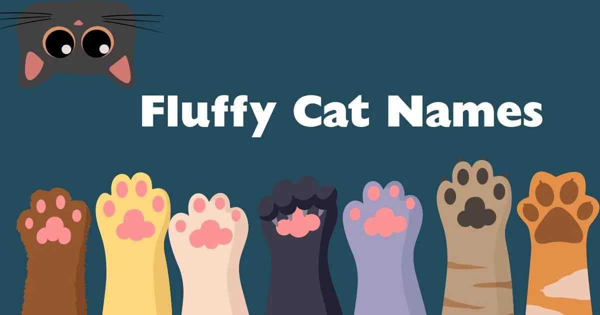 fluffy cat names