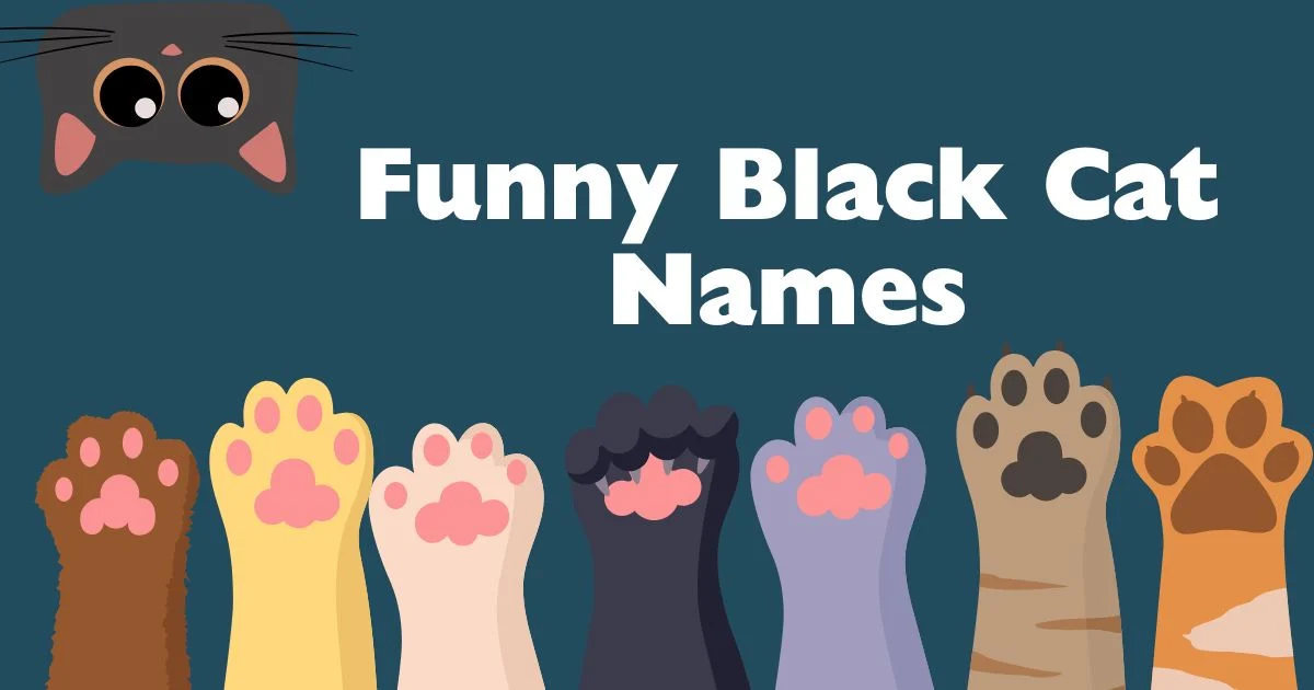 funny black cat names