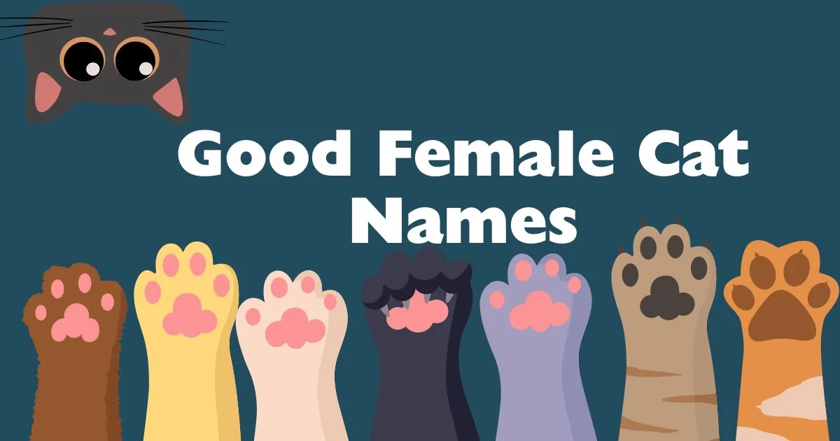 good female cat names
