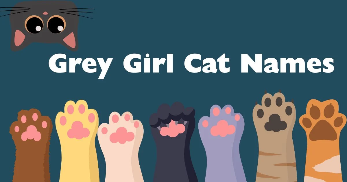 grey girl cat names