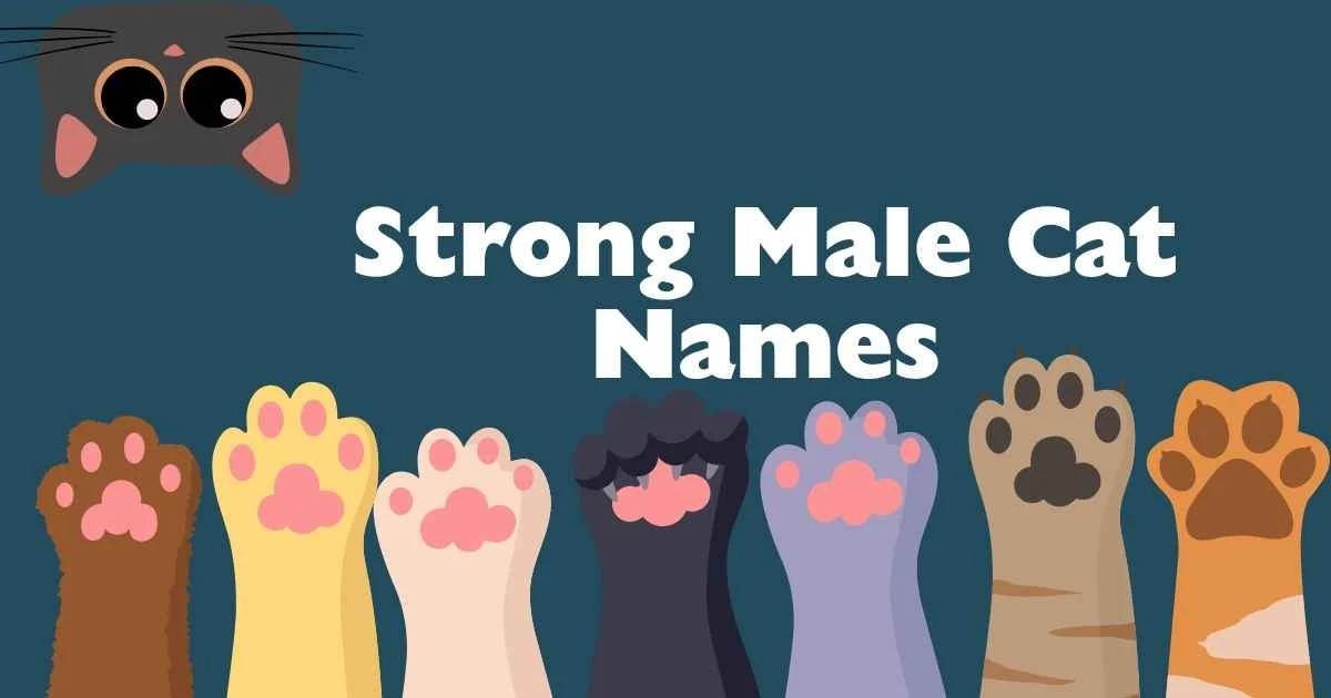 strong male cat names