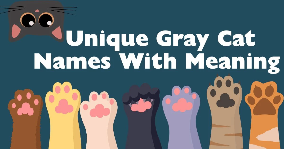 unique gray cat names with meaning