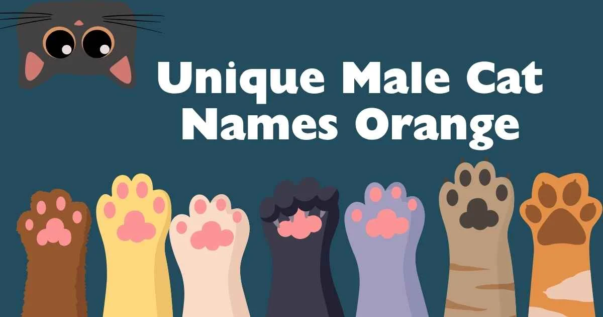 unique male cat names orange