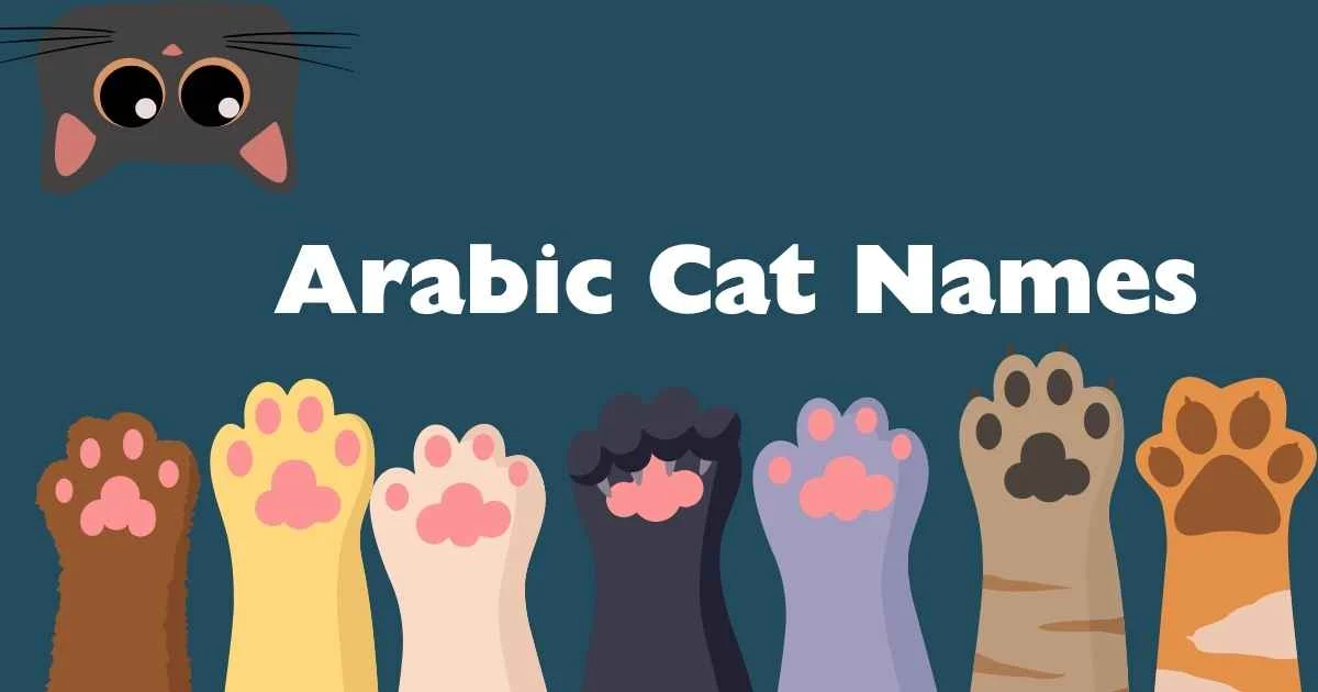 arabic cat names