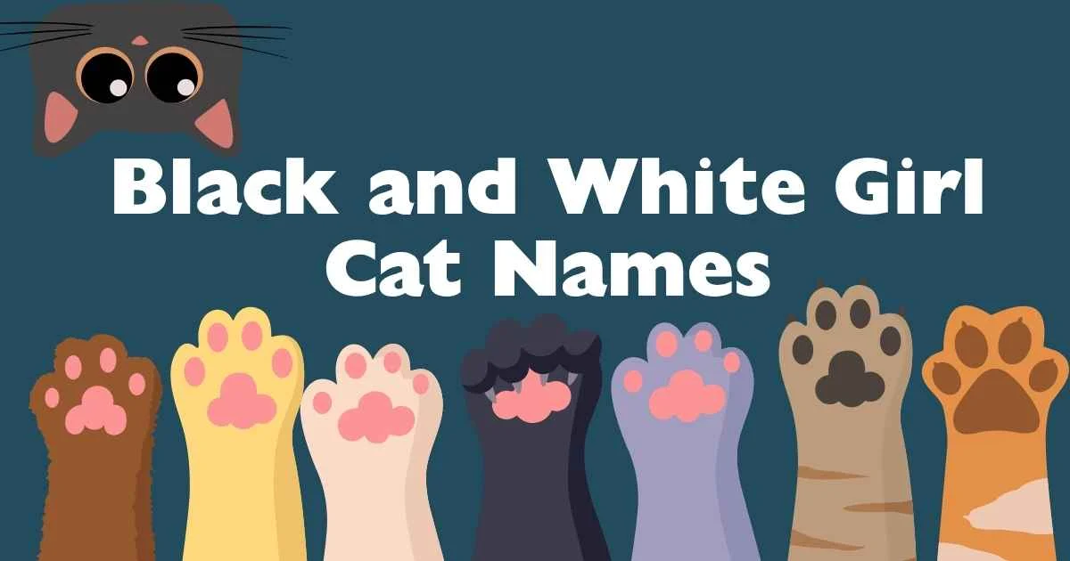 black and white girl cat names