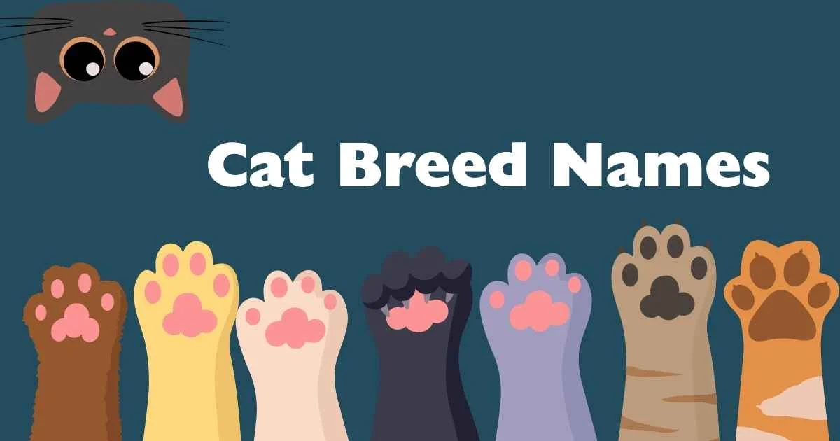cat breed names