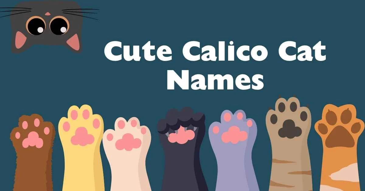 cute calico cat names