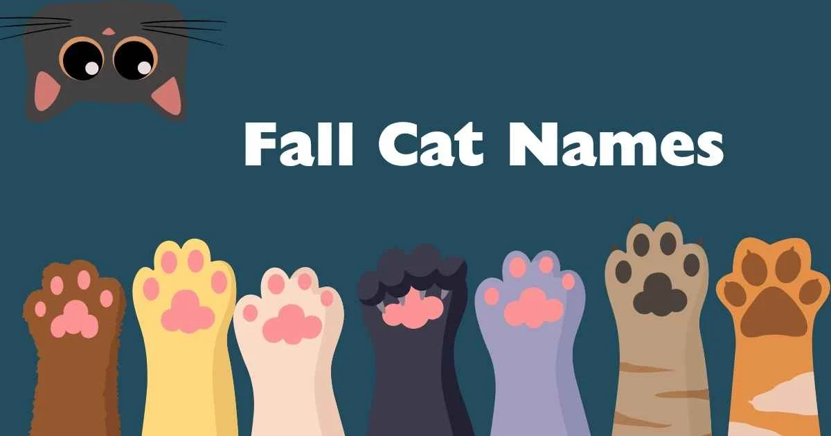 fall cat names