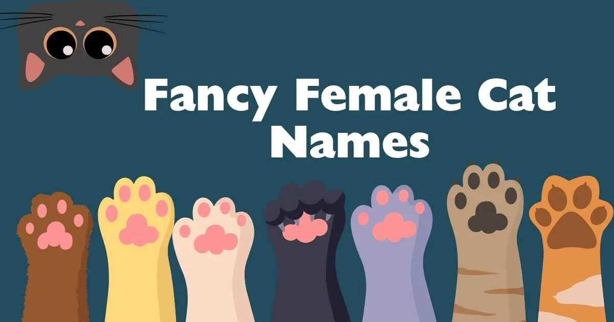 fancy female cat names
