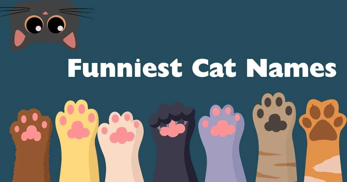 funniest cat names