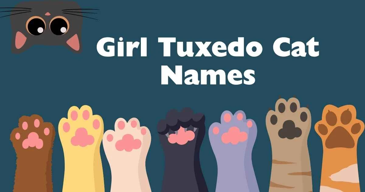 girl tuxedo cat names
