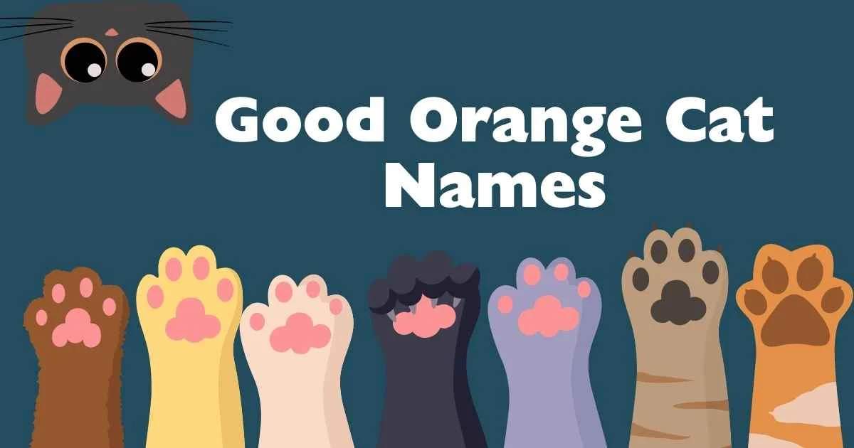 good orange cat names