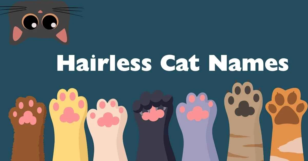 hairless cat names