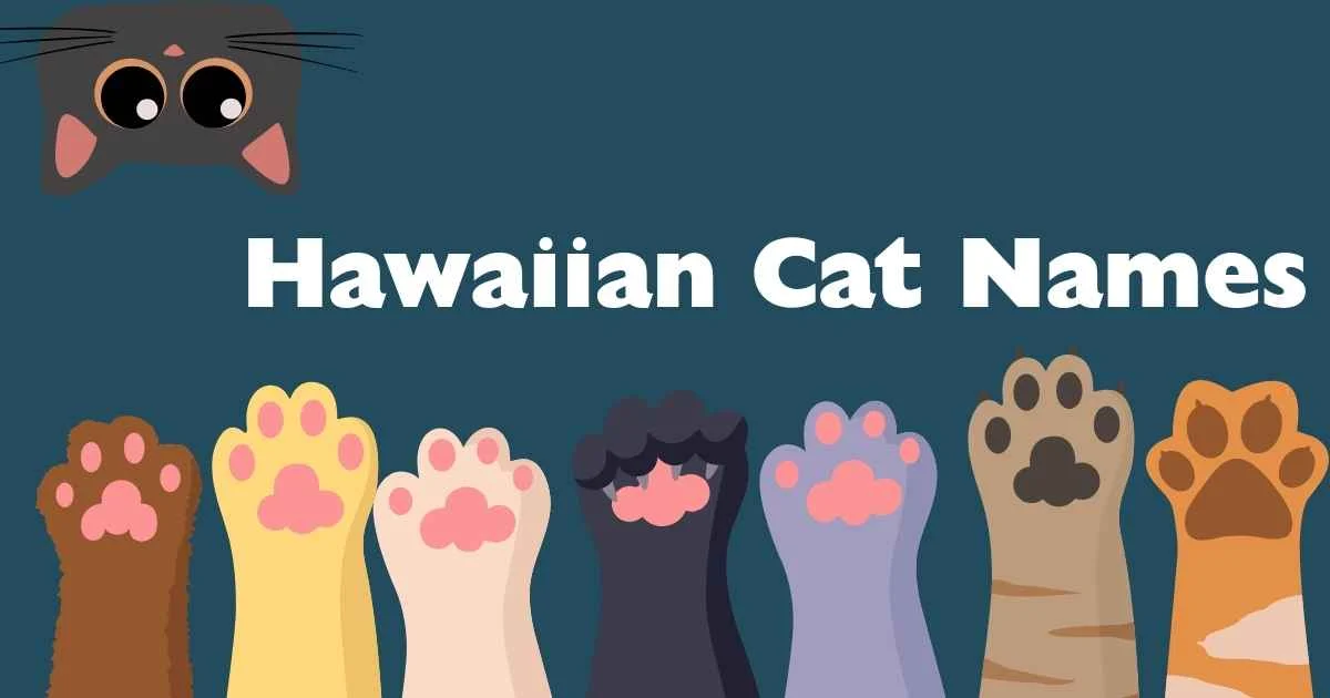 hawaiian cat names
