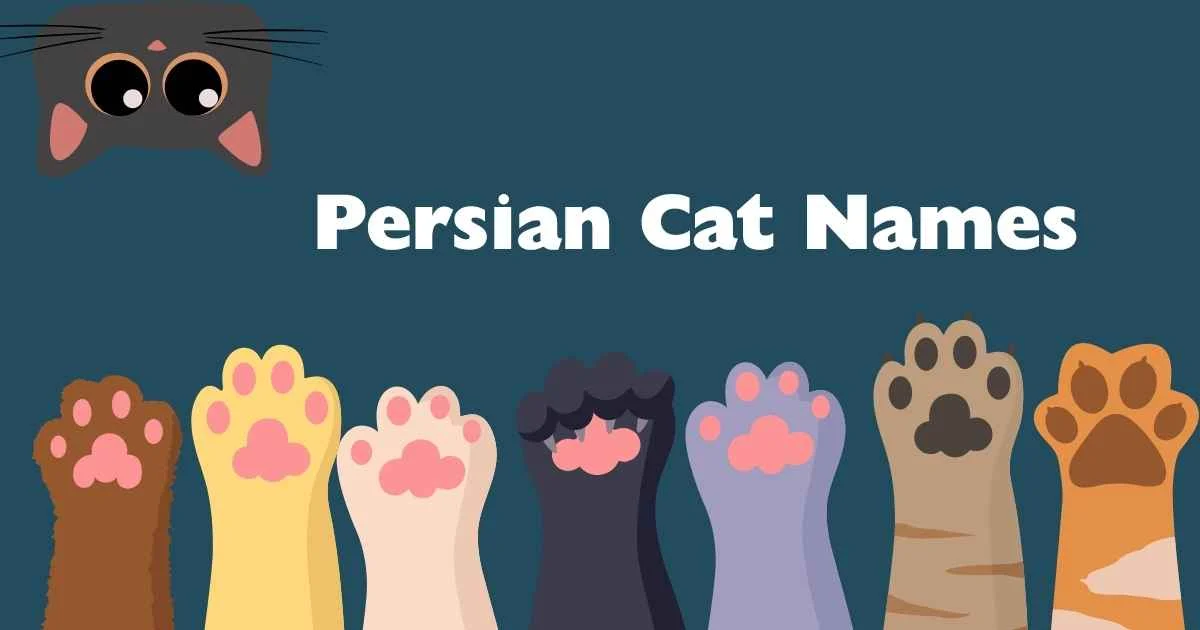 persian cat names