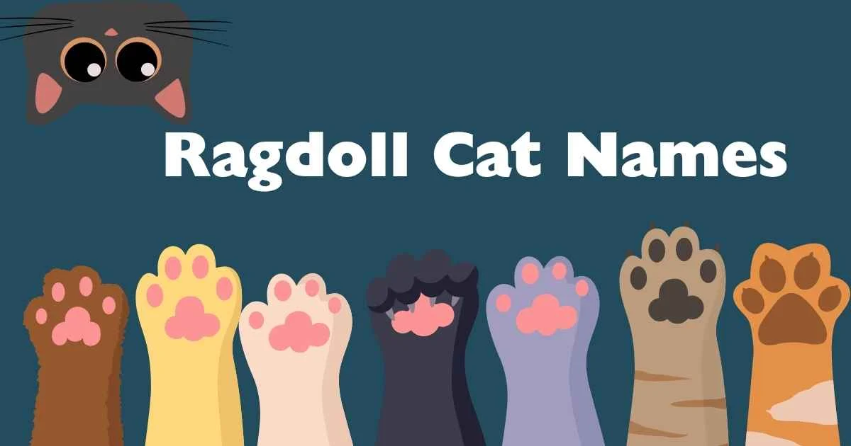 ragdoll cat names
