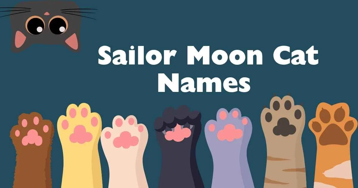 sailor moon cat names