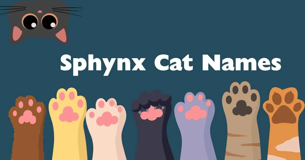 sphynx cat names