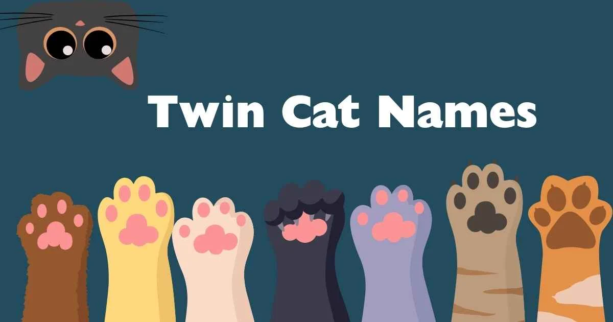 twin cat names