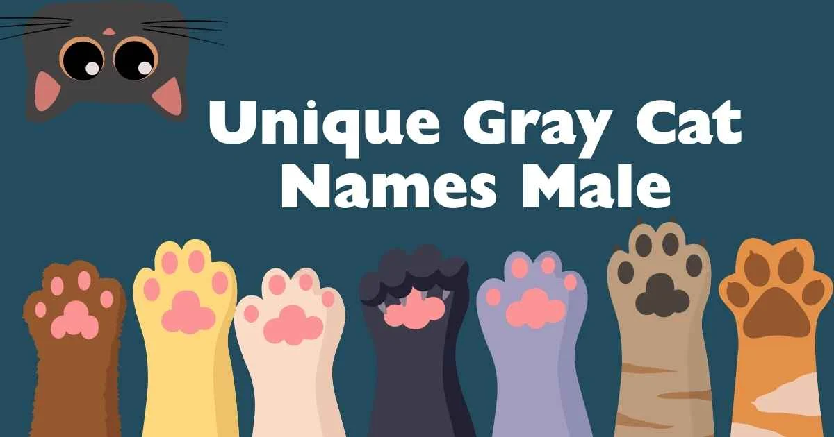 unique gray cat names male