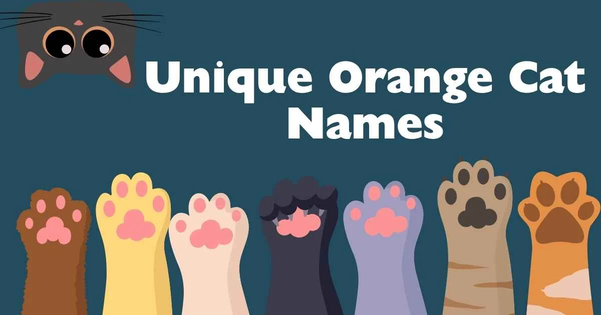 unique orange cat names