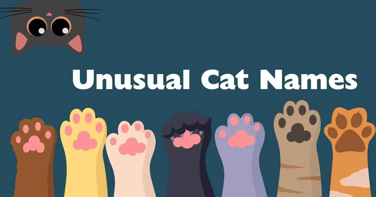 unusual cat names