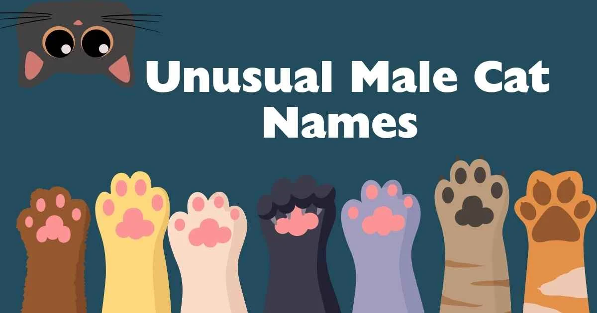 unusual male cat names
